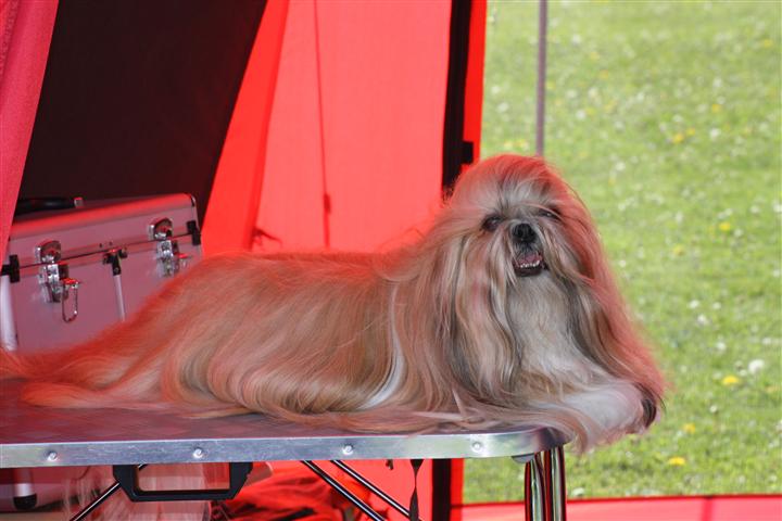 Shih Tzu Danmark